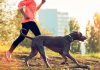 FitBark, el collar de actividad y salud para tu perro