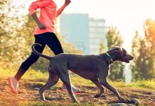 FitBark, el collar de actividad y salud para tu perro