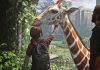 The Last of Us Parte I: diferencias entre el juego de 2013 y el remake The Last of Us Parte I: diferencias entre el juego de 2013 y el remake